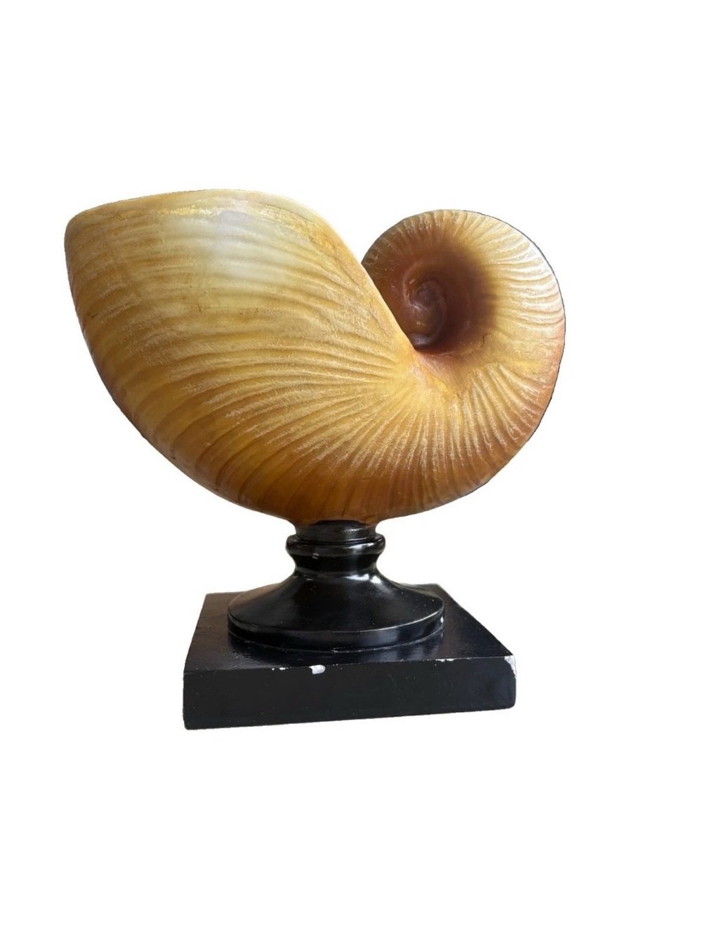 Antique Yellow Nautilus Shell Sculpture with Black Pedestal